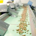 Almond Hand Sorting